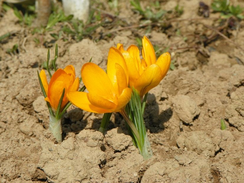 23 mart (36) - z-Dobarland 2019