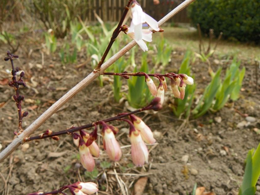 abeliophyllum distichum - Copacei si arbusti 2019