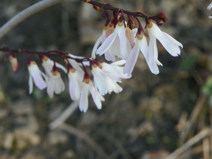 abeliophyllum distichum - Copacei si arbusti 2019