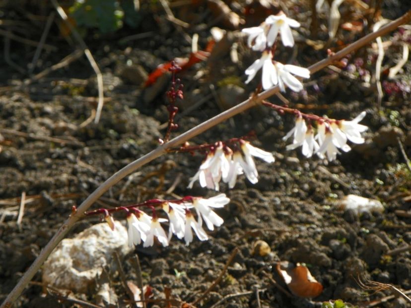 abeliophyllum distichum - Copacei si arbusti 2019
