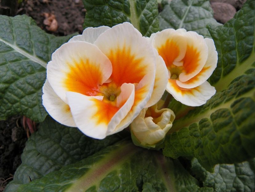 23 mart (1) - Primavara 2019