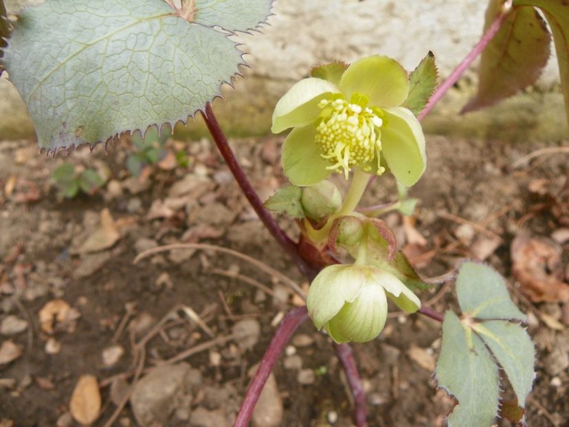 helleborus sternii Silver Dollar - Primavara 2019