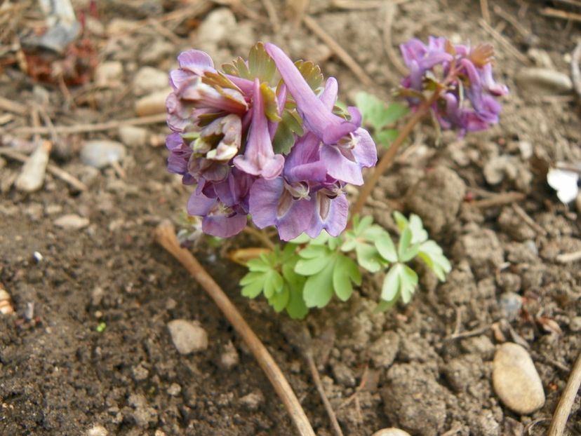 23 mart (5) - Primavara 2019