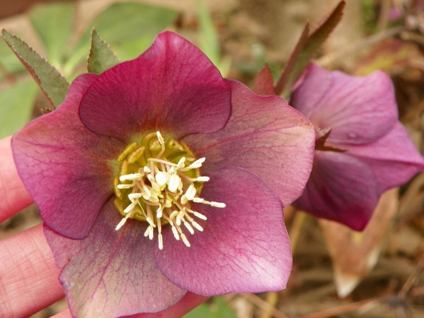 23 mart (11) - Primavara 2019