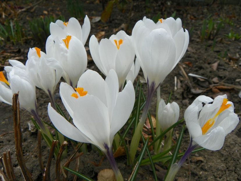crocus Jeanne dArc - Primavara 2019