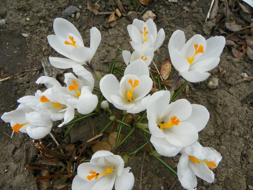 23 mart (15) - Primavara 2019