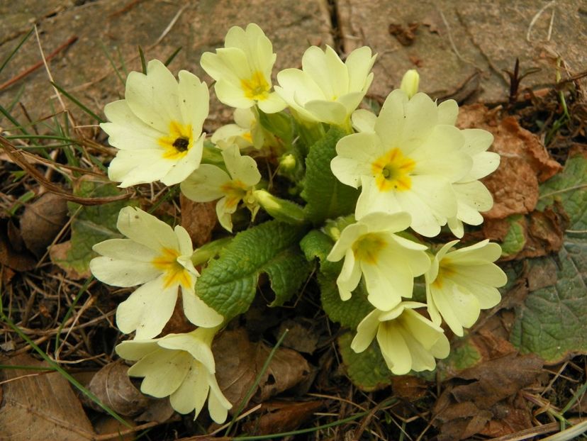 primula vulgaris - Primavara 2019