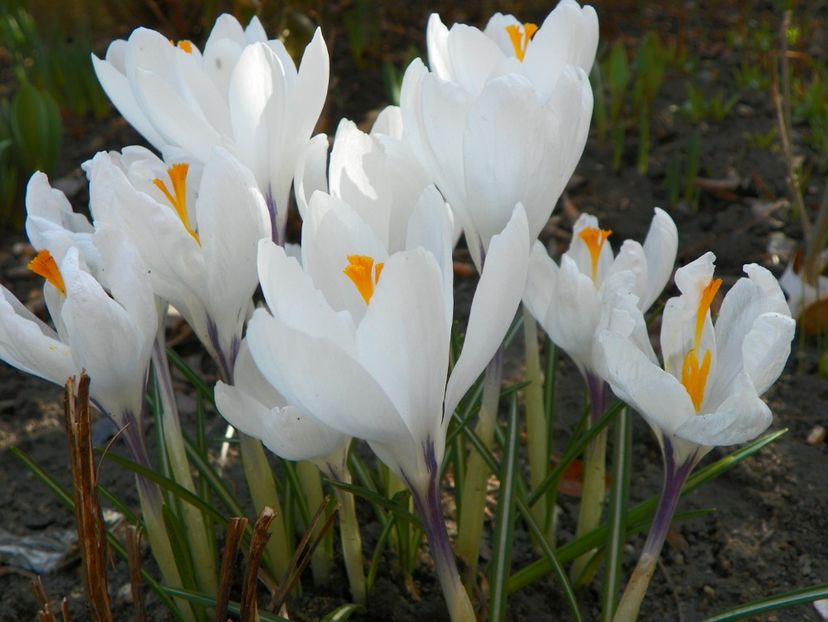 23 mart (22) - Primavara 2019