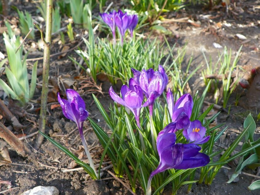 23 mart (23) - Primavara 2019