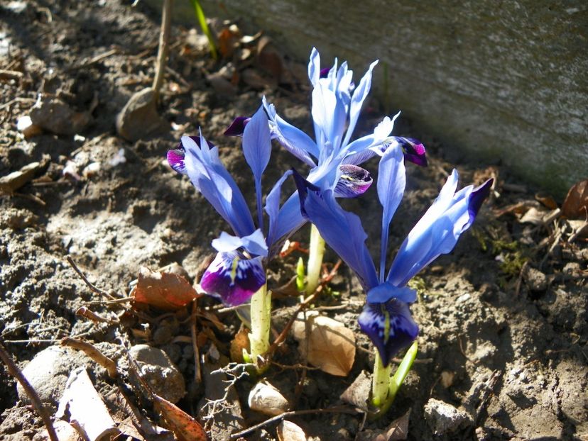 iris reticulata Halkis - Irisi 2019