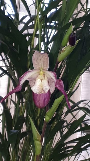  - Expozitie orhidee Budapesta 2019