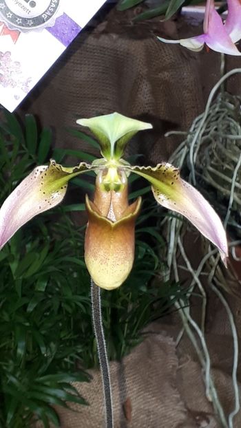  - Expozitie orhidee Budapesta 2019