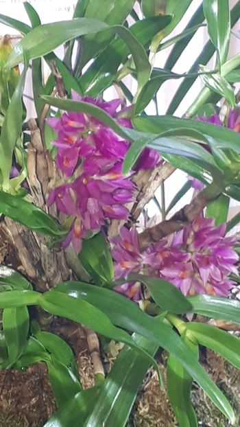  - Expozitie orhidee Budapesta 2019