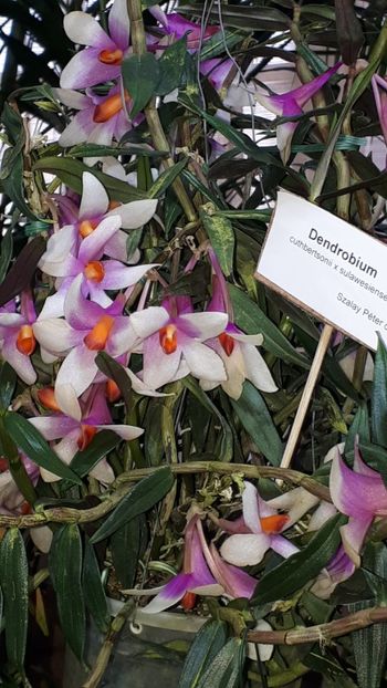  - Expozitie orhidee Budapesta 2019