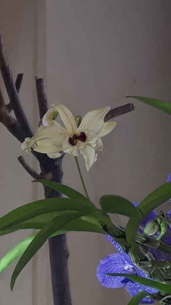  - Expozitie orhidee Budapesta 2019