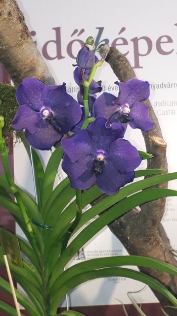  - Expozitie orhidee Budapesta 2019