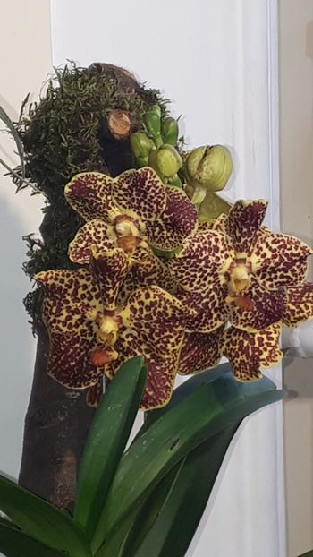  - Expozitie orhidee Budapesta 2019