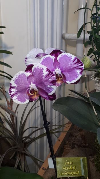  - Expozitie orhidee Budapesta 2019