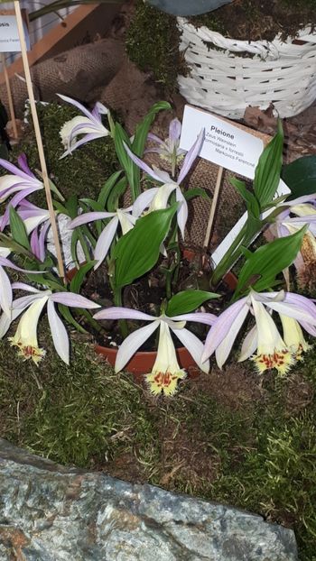  - Expozitie orhidee Budapesta 2019