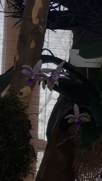  - Expozitie orhidee Budapesta 2019