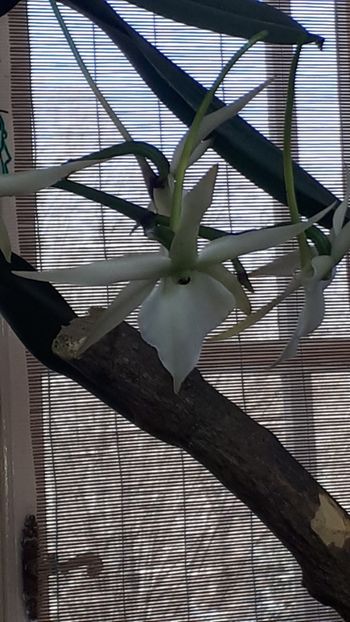  - Expozitie orhidee Budapesta 2019