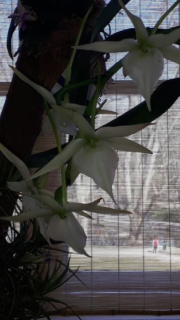  - Expozitie orhidee Budapesta 2019