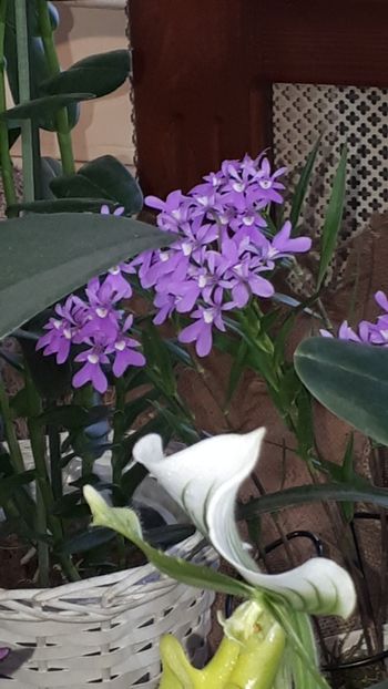  - Expozitie orhidee Budapesta 2019