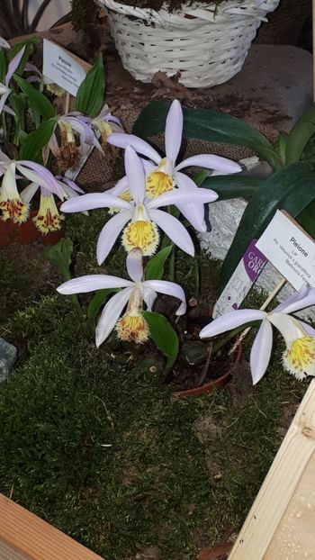  - Expozitie orhidee Budapesta 2019