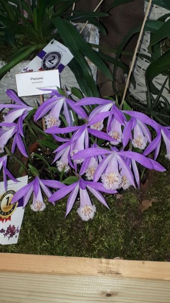  - Expozitie orhidee Budapesta 2019