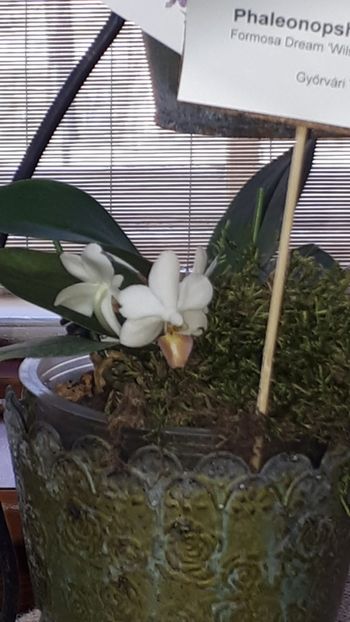  - Expozitie orhidee Budapesta 2019