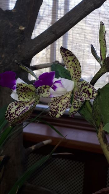  - Expozitie orhidee Budapesta 2019