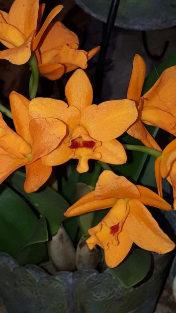  - Expozitie orhidee Budapesta 2019