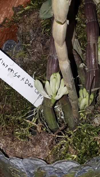  - Expozitie orhidee Budapesta 2019