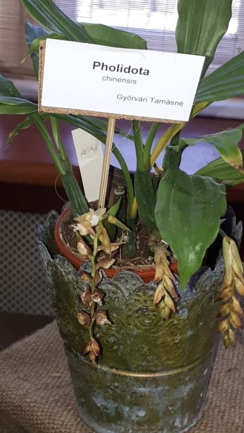  - Expozitie orhidee Budapesta 2019