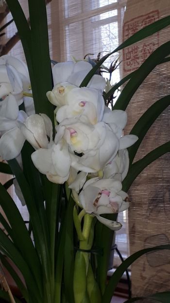  - Expozitie orhidee Budapesta 2019