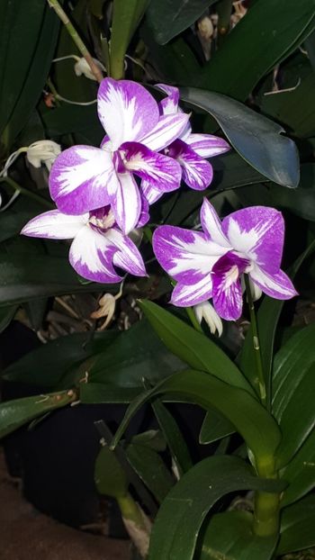  - Expozitie orhidee Budapesta 2019