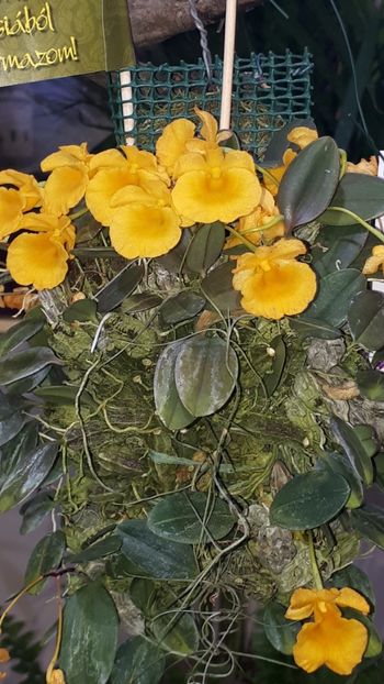  - Expozitie orhidee Budapesta 2019