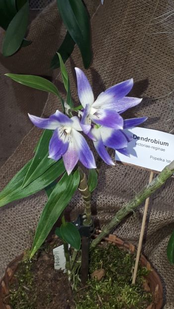  - Expozitie orhidee Budapesta 2019