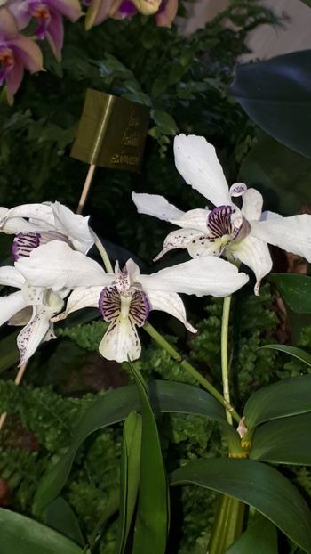  - Expozitie orhidee Budapesta 2019