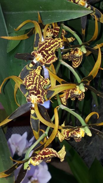  - Expozitie orhidee Budapesta 2019