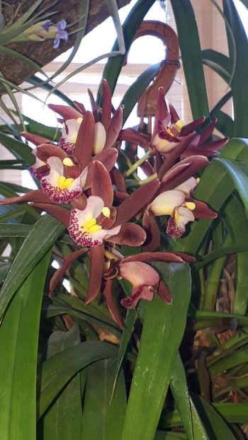  - Expozitie orhidee Budapesta 2019