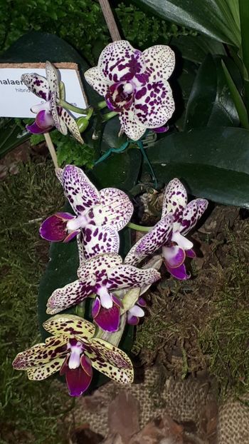  - Expozitie orhidee Budapesta 2019