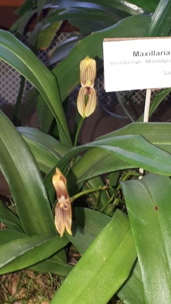  - Expozitie orhidee Budapesta 2019