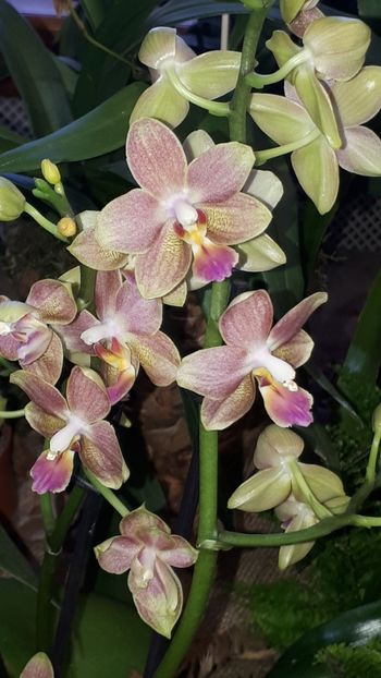  - Expozitie orhidee Budapesta 2019