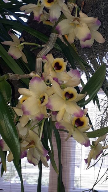  - Expozitie orhidee Budapesta 2019
