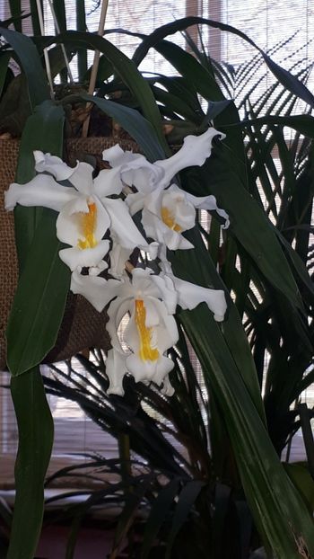  - Expozitie orhidee Budapesta 2019