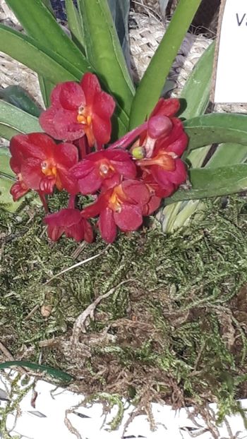  - Expozitie orhidee Budapesta 2019