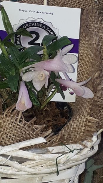  - Expozitie orhidee Budapesta 2019