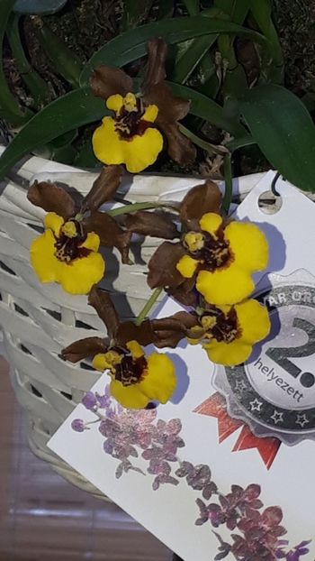  - Expozitie orhidee Budapesta 2019