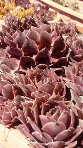  - curtea cu toate cele 2019